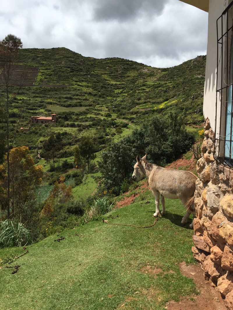 Donkey at the sacred valley of the inca
